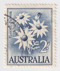 Flannel Flower on a 1959 Australia postage stamp.