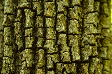 Close up no tronco rugoso de uma árvore no bosque.