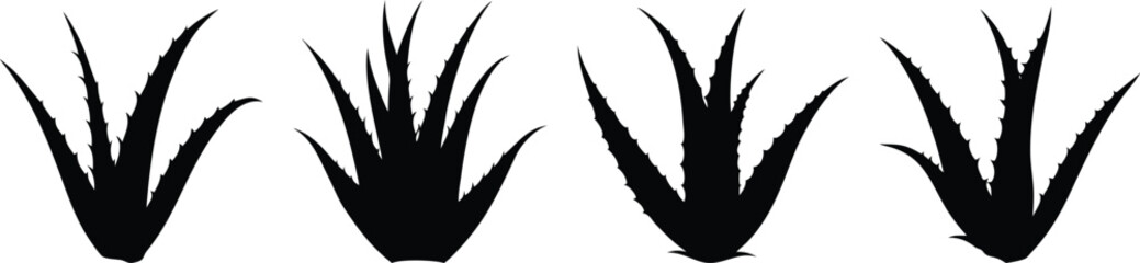 Obraz premium Aloe Vera Black Silhouette on White Background Herbal Plant Vector Illustration