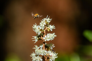 Uma abelha voando ao redor de um cacho de flores no bosque. Nitidez no primeiro plano e fundo desfocado.