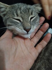 Grau getigerte Katze mit Hand einer Frau