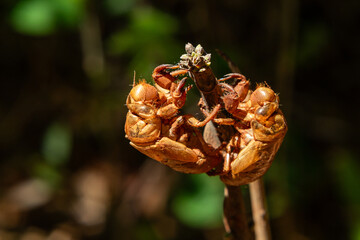Close up em duas ex&uacute;vias empoleiradas na ponta de um galho seco.