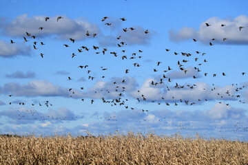 viele Wildgänse fliegen über ein Rapsfeld unter blauem Himmel und weißen Wolken