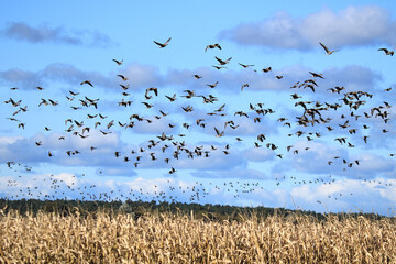 viele Wildg&auml;nse fliegen &uuml;ber ein Maisfeld unter blauem Himmel und wei&szlig;en Wolken