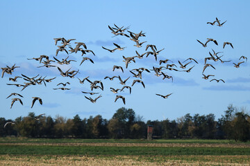 unz&auml;hlige Graug&auml;nse im Flug &uuml;ber ein Feld