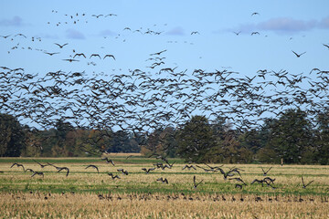 unz&auml;hlige Graug&auml;nse im Flug &uuml;ber ein Feld