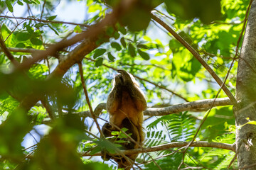Um macaquinho empoleirado em um galho de árvore comendo algum fruto.