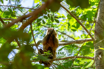 Fototapeta premium Um macaquinho empoleirado em um galho de árvore comendo algum fruto.