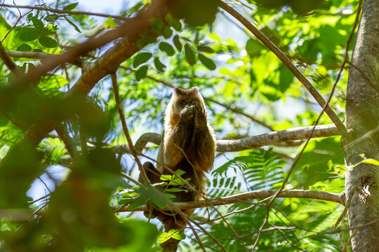 Um macaquinho empoleirado em um galho de &aacute;rvore comendo algum fruto.