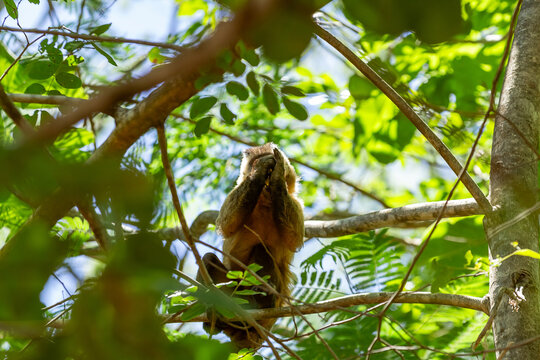 Um macaquinho empoleirado em um galho de &aacute;rvore comendo algum fruto.