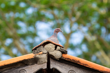 Uma rolinha empoleirada no telhado de uma casa com galhos de &aacute;rvore desfocados ao fundo.