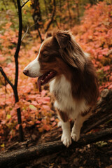 Red tricolor Australian Shepherd dog standing on a fallen tree branch surrounded by colorful autumn leaves in Fruska Gora National Park Serbia