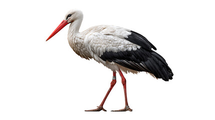 stork isolated on a white background