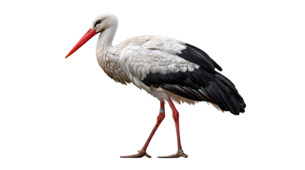 stork isolated on a white background