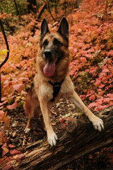 German Shepherd dog standing with front paws on fallen tree trunk surrounded by red autumn leaves in Fruska Gora National Park Serbia
