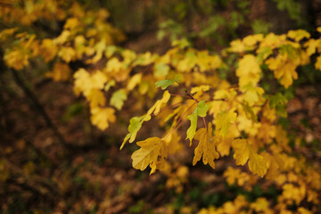 Close up of yellow autumn leaves on tree branches in Fruska Gora National Park Serbia with soft natural light