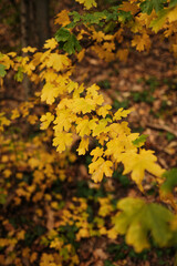 Close up of yellow autumn leaves on tree branches in Fruska Gora National Park Serbia with soft natural light