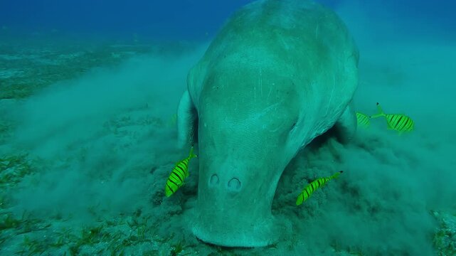 Close-up of Sea Cow accompanied by school of Golden kingfish eating sea grass on seabed, Front side of Sea Cow, Dugong dugon with Golden Trevally, Gnathanodon speciosus