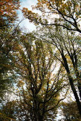 View up to tall forest trees with yellow and green leaves under autumn sky in Fruska Gora National Park Serbia