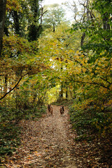German Shepherd and Australian Shepherd dogs walking together along forest path covered with autumn leaves in Fruska Gora National Park Serbia. Hiking with pets concept