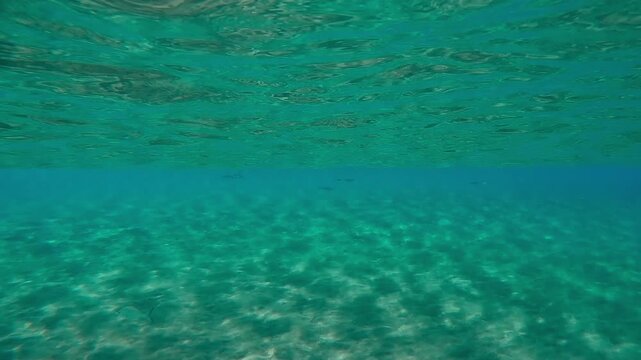 Group of young squids swimning under surface of water in bright sunrays on a sunny day, Slow motion of Bigfin reef squid or Oval squid, Sepioteuthis lessoniana swims below surface in a sunburst