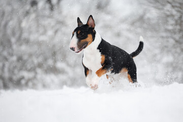 happy bull terrier dog running in the snow in winter