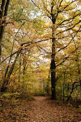 Obraz premium Peaceful forest path surrounded by colorful autumn foliage in Fruska Gora National Park Serbia.