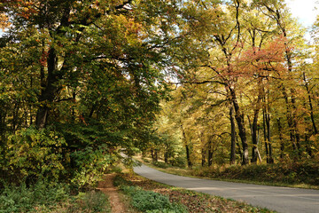 Obraz premium Scenic road surrounded by bright autumn trees in Fruska Gora National Park Serbia, perfect for travel and adventure concepts
