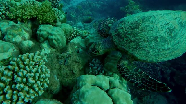 Close up of Sea Turtle sits and eats coral on top of a reef, Slow motion of Hawksbill Sea Turtle or Bissa, Eretmochelys imbricata on a coral reef