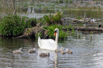 Mute Swan with Cygnets Swimming in River Among Green Reeds