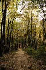 Peaceful forest path surrounded by colorful autumn foliage in Fruska Gora National Park Serbia