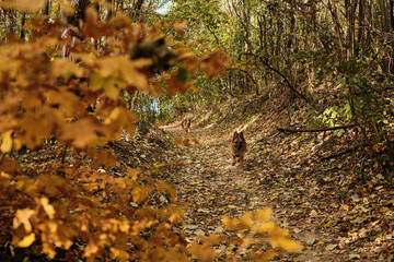 German and Australian Shepherd dogs walking on leaf-covered trail in autumn forest of Fruska Gora National Park Serbia. Hiking with pets concept