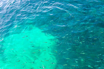 School shoal of fish in clear azure turquoise water