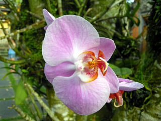 Phalaenopsis orchid also known as moth orchid from ubud, bali, indonesia.