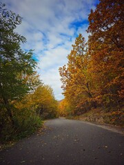 Beautiful autumn view of empty road with leaves falling from colorful trees and blue sky with white clouds. Muntele Rece, Cluj, Romania