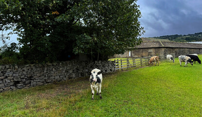 Obraz premium Beneath a moody sky, a cluster of cows graze in silence. One lingers near the foreground, framed by a low stone wall and the soft contours of the Yorkshire countryside. near Ilkley, UK