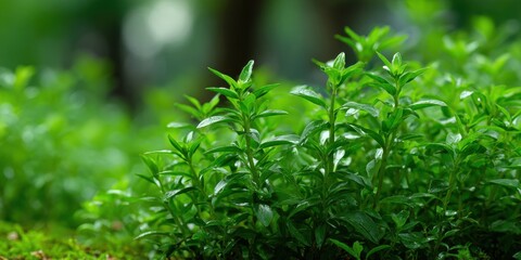 Obraz premium Vibrant green herbaceous plants with lush foliage and soft bokeh background