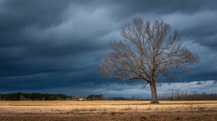 Bare tree in a vast golden field under a dramatic dark stormy sky grass
