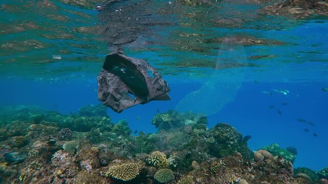 Old torn black plastic bag drifts below waves over top of coral reef, tropical fishes and Translucent Colonial Pyrosoma swims nearby, in turquoise water background, Slow motion, Plastic pollution
