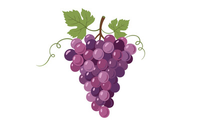 Fototapeta premium A bunch of purple grapes hangs from a stem with green leaves and tendrils against a white background.