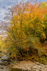 Obraz premium Peaceful woodland scene with colourful autumn trees in Brecon Beacons National Park