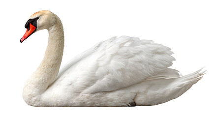 Realistic swan isolated on a white background. Designed for PNG format