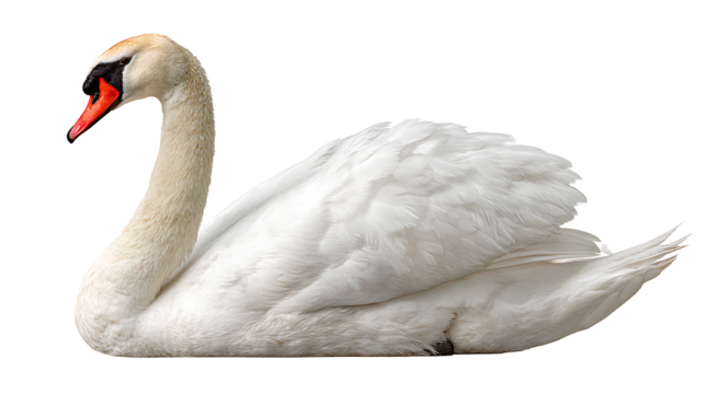 Realistic swan isolated on a white background. Designed for PNG format