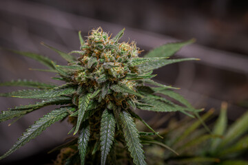 Black apple Hitchcock Blue cheese variety indoor marijuana flower