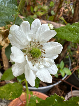 Close-Up of Blackberry Blossom in Container Garden with Pots in Background