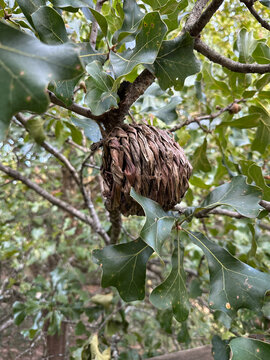 Small Bird House in Blackjack Oak Tree