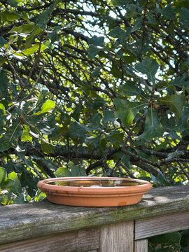 Terracotta Plant Saucer as Bird Bath on Old Deck Railing with Oak Tree in the Background