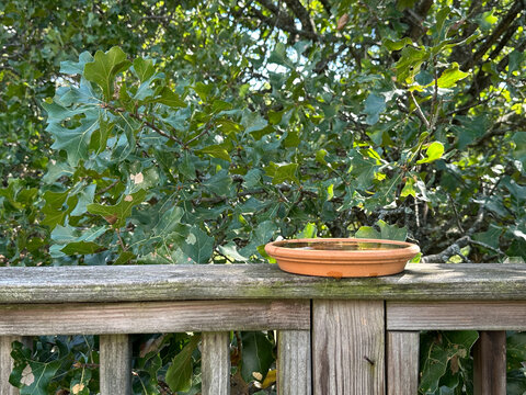 Terracotta Plant Saucer as Bird Bath on Old Deck Railing with Oak Tree in the Background