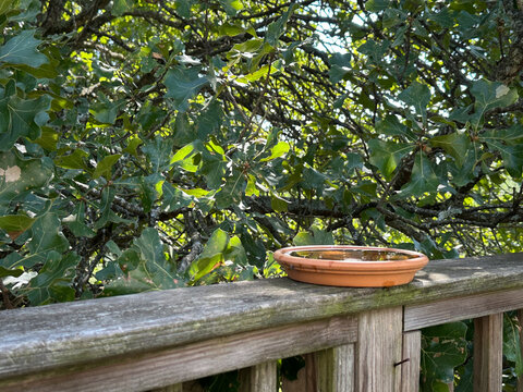 Terracotta Plant Saucer as Bird Bath on Old Deck Railing with Oak Tree in the Background