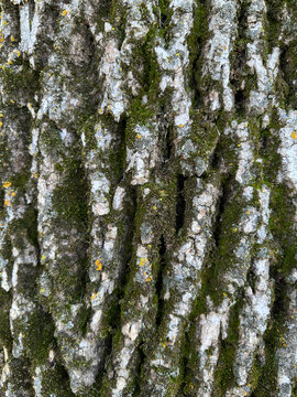 Close-Up of Tree Bark with Moss